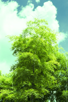 竹林藍(lán)天