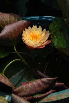 睡蓮    蓮花
