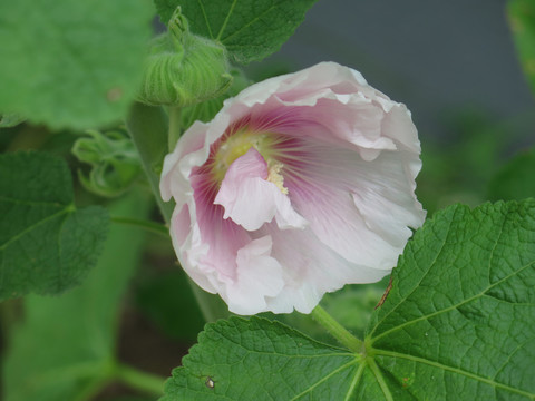 蜀葵花