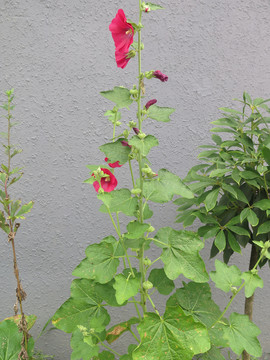 蜀葵全株