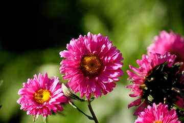 菊花 鮮花