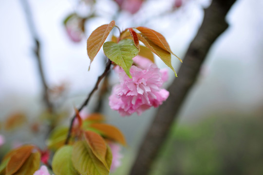 櫻花