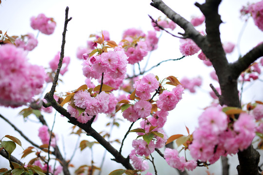 櫻花