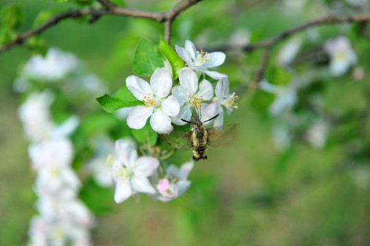 白色花 果樹花