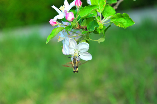 白色花 海棠樹