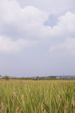 稻田