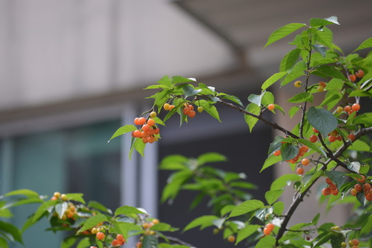 櫻桃