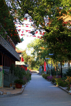 城市森林 大慶
