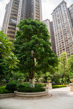 小區(qū)綠化