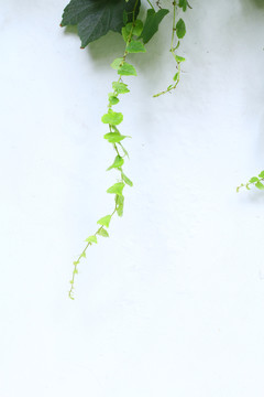 綠葉白墻