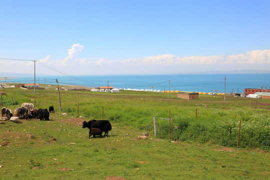 青海湖