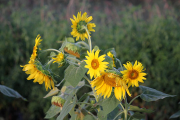 向日葵 葵花 向陽花