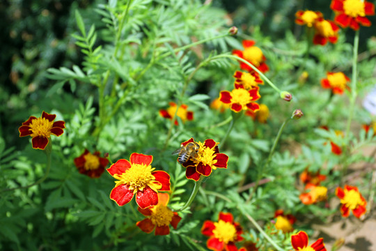 花 蜜蜂