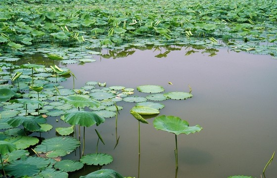 水塘荷葉