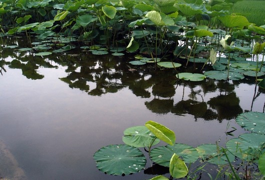 水塘荷葉