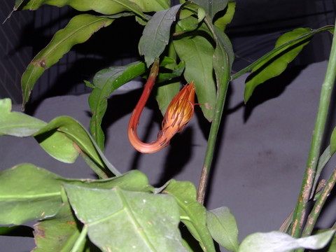 曇花 瓊花 花卉