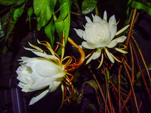 曇花 瓊花 花卉