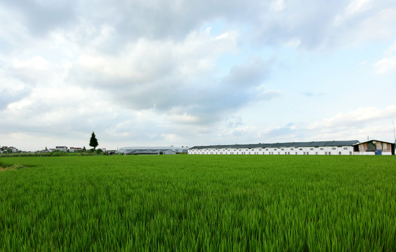 鄉(xiāng)間田野 綠色稻田