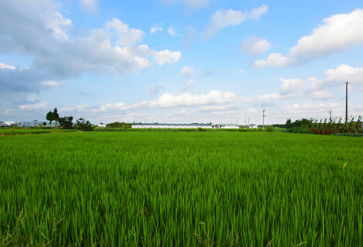 藍(lán)天白云下的綠色田野