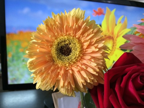 非洲菊