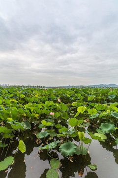 杭州西湖風(fēng)光