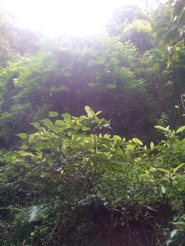 綠樹光照