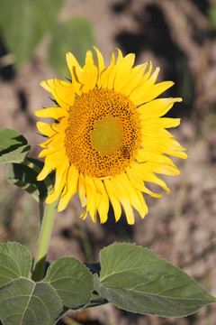 向日葵 葵花 向陽(yáng)花
