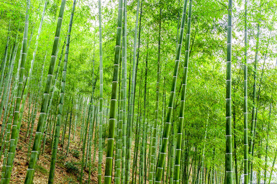 竹林 竹子