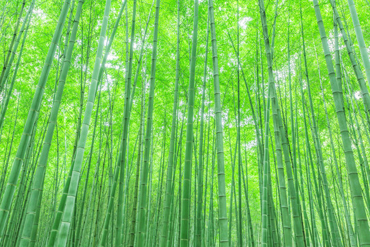 竹林 竹子
