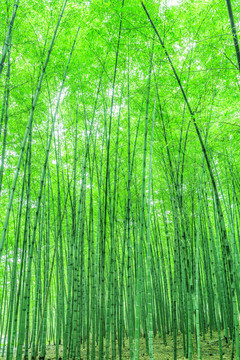 竹林 竹子