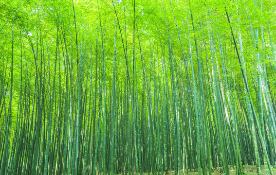 竹林 竹子