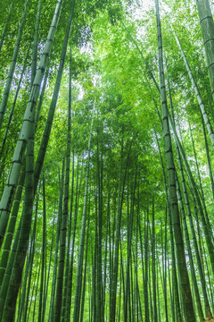 竹林 竹子
