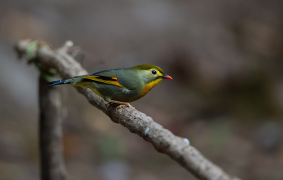 銀耳相思鳥 小鳥