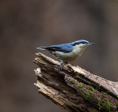 栗臀鳾 小鳥