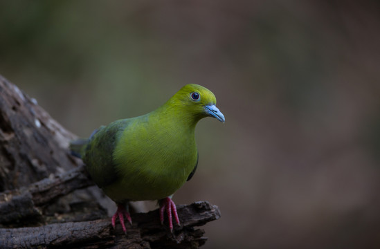 百花嶺 厚嘴綠鳩 綠鳩