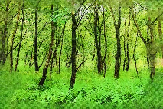 樹林 油畫