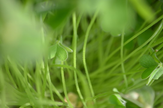 花莖