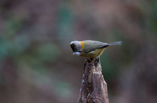 黃頸鳳鹛