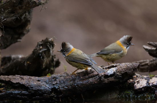黃頸鳳鹛