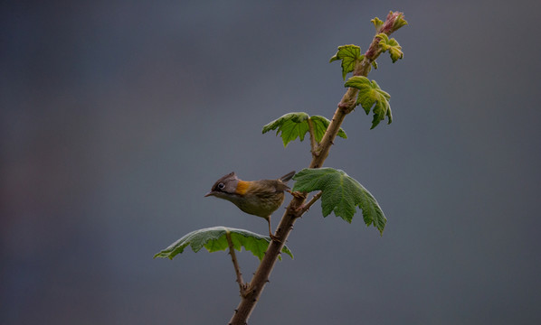 黃頸鳳鹛