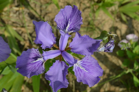 鷲尾