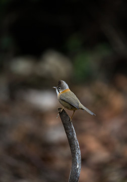 黃頸鳳鹛