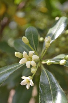 桂花