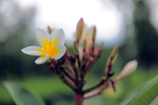 雞蛋花