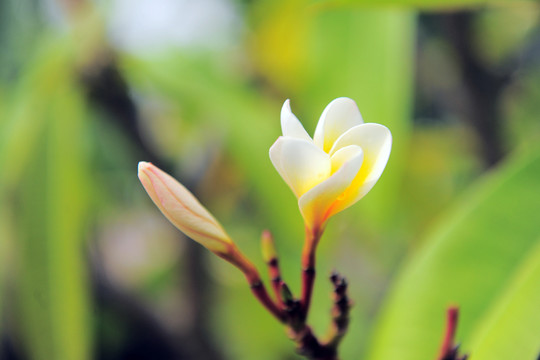 雞蛋花