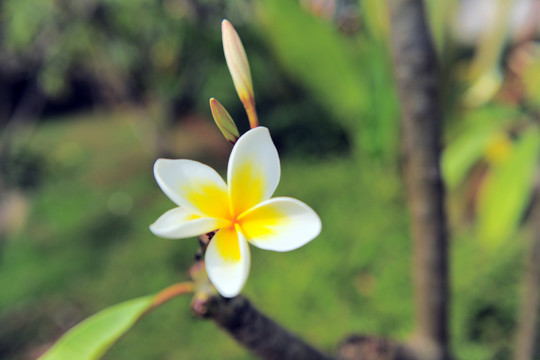 雞蛋花