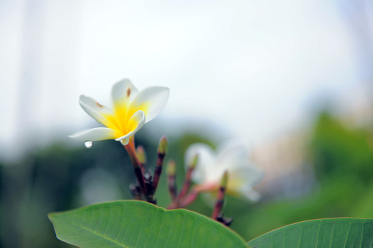 雞蛋花
