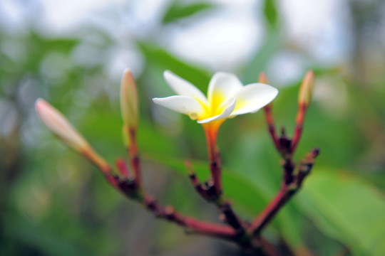 雞蛋花