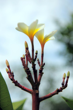 雞蛋花
