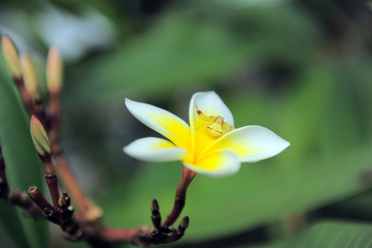 雞蛋花